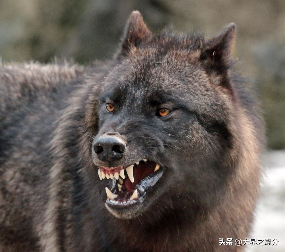 狼族的四种猛犬,能打败狼的四种猛犬