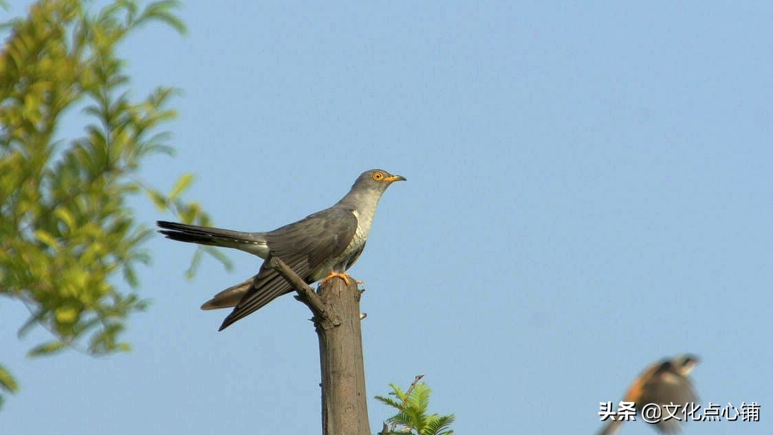 李白最好的十首七绝,李白大气磅礴七绝56字