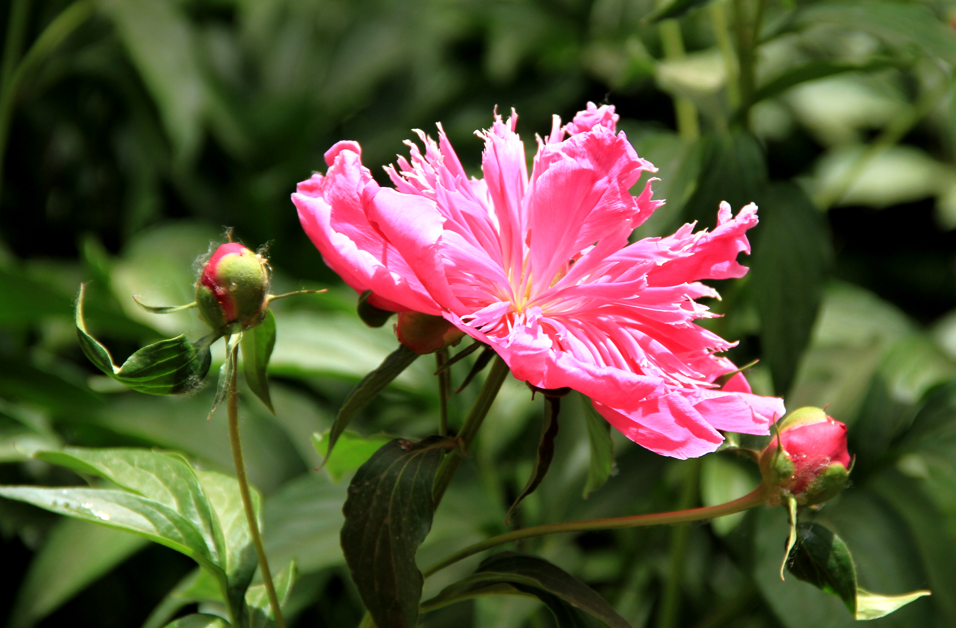 西山国家森林公园从哪进去省钱,西山国家森林公园遛娃线路