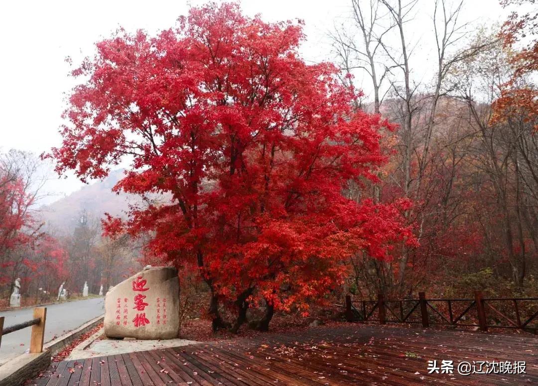 本溪赏枫时间表,本溪哪个景区枫叶红