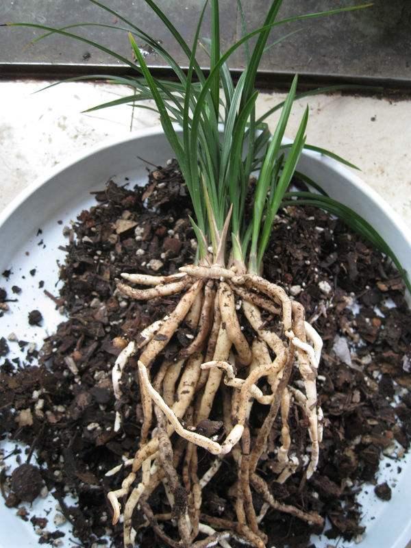 怎么判断兰花换盆成活状态,兰花爆盆后是分株好还是换大盆好