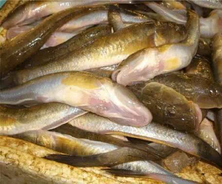 史上最全面的海鲜大咖,史上最全海鲜视频