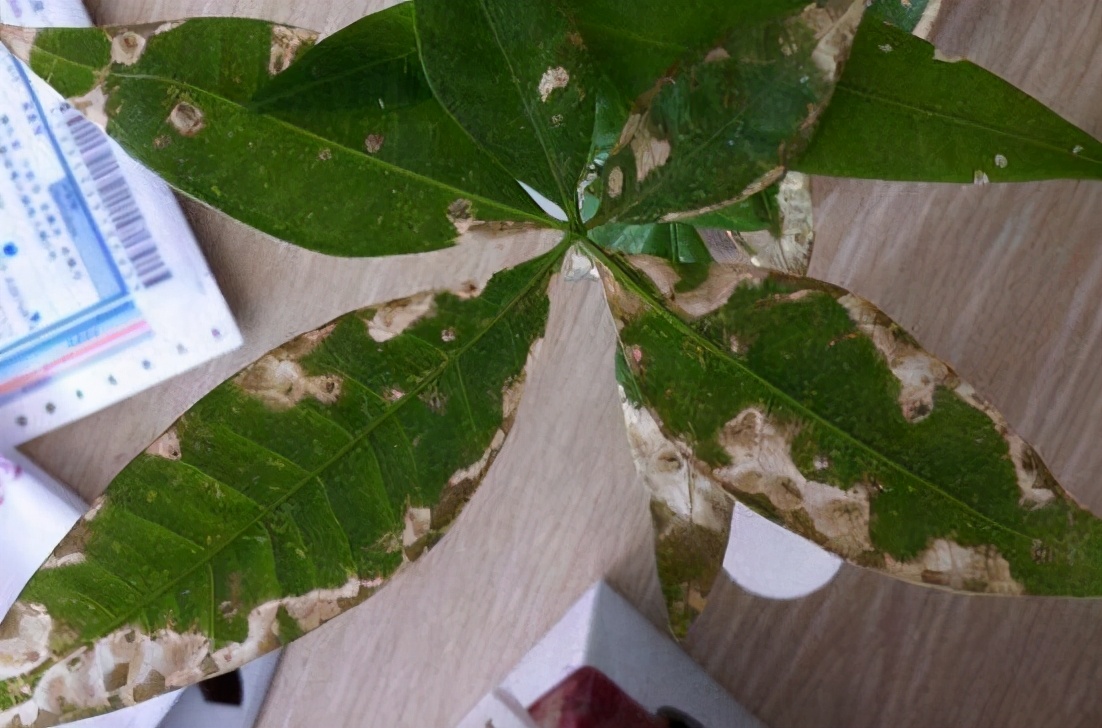 发财树叶片有斑点是什么病,发财树叶子变黄有黑点怎么回事