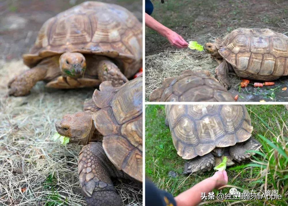 喂鳄鱼、看篮球比赛和太空中心的好玩休斯顿