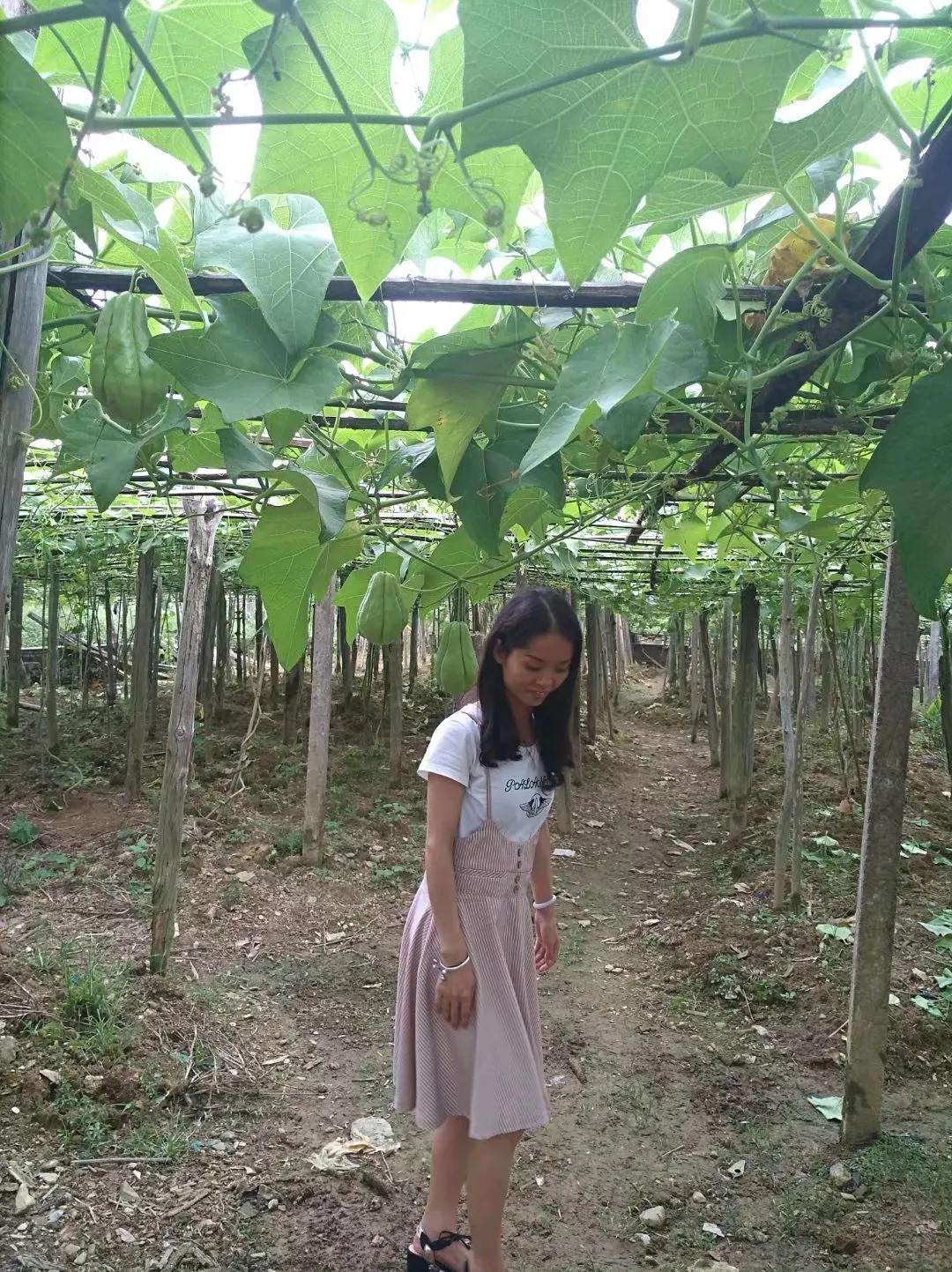 蔬菜佛手瓜种植方法和时间,纯天然无公害的佛手瓜