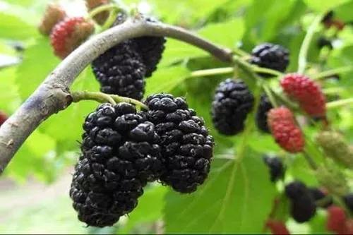 各种常吃水果名和图片,喜欢吃水果了解水果种类