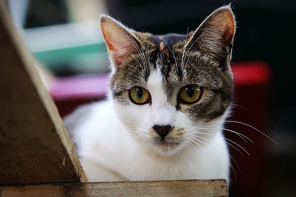 最新鼓浪屿一日游旅游攻略,旅游攻略鼓浪屿自由行攻略