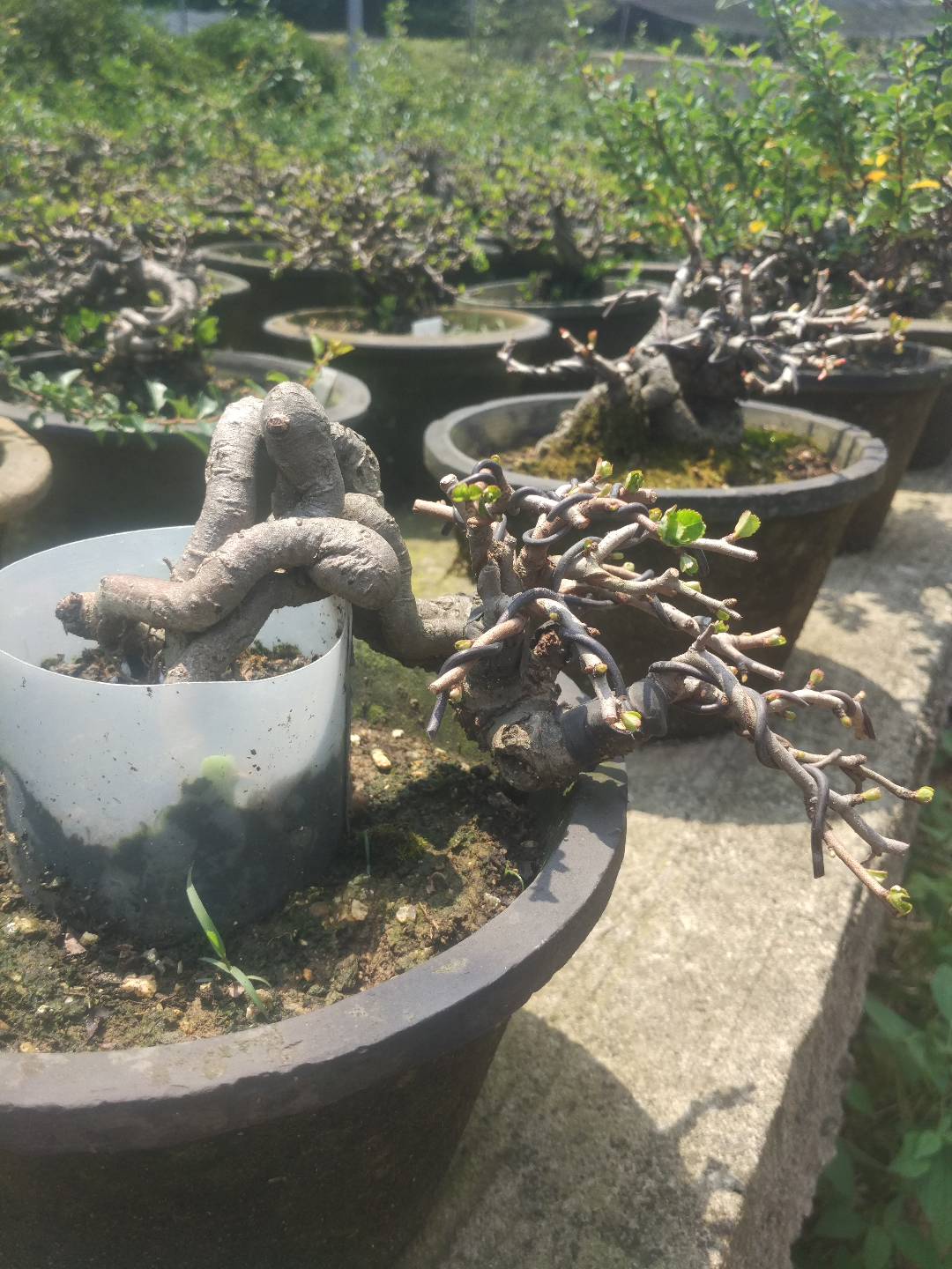 掌上盆景100种,掌上盆景