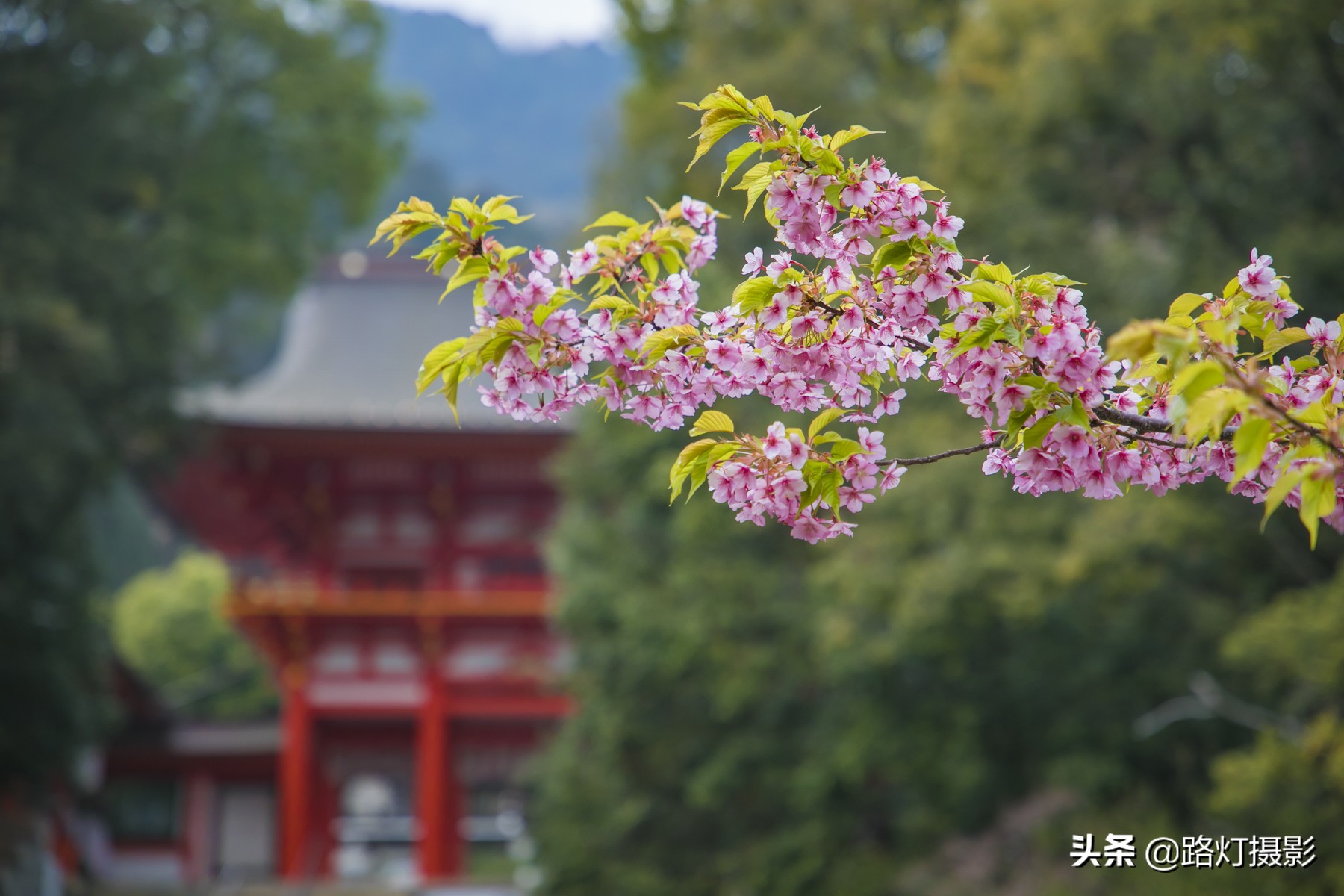 大津，不能错过的日本小众赏樱地，距离京都仅10分钟车程