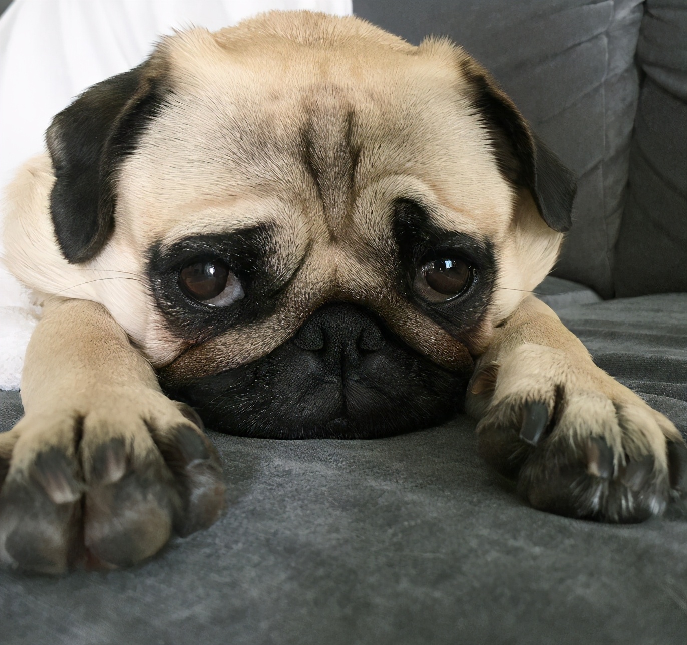 巴哥犬不吃东西怎么办呢,巴哥犬体味怎么解决