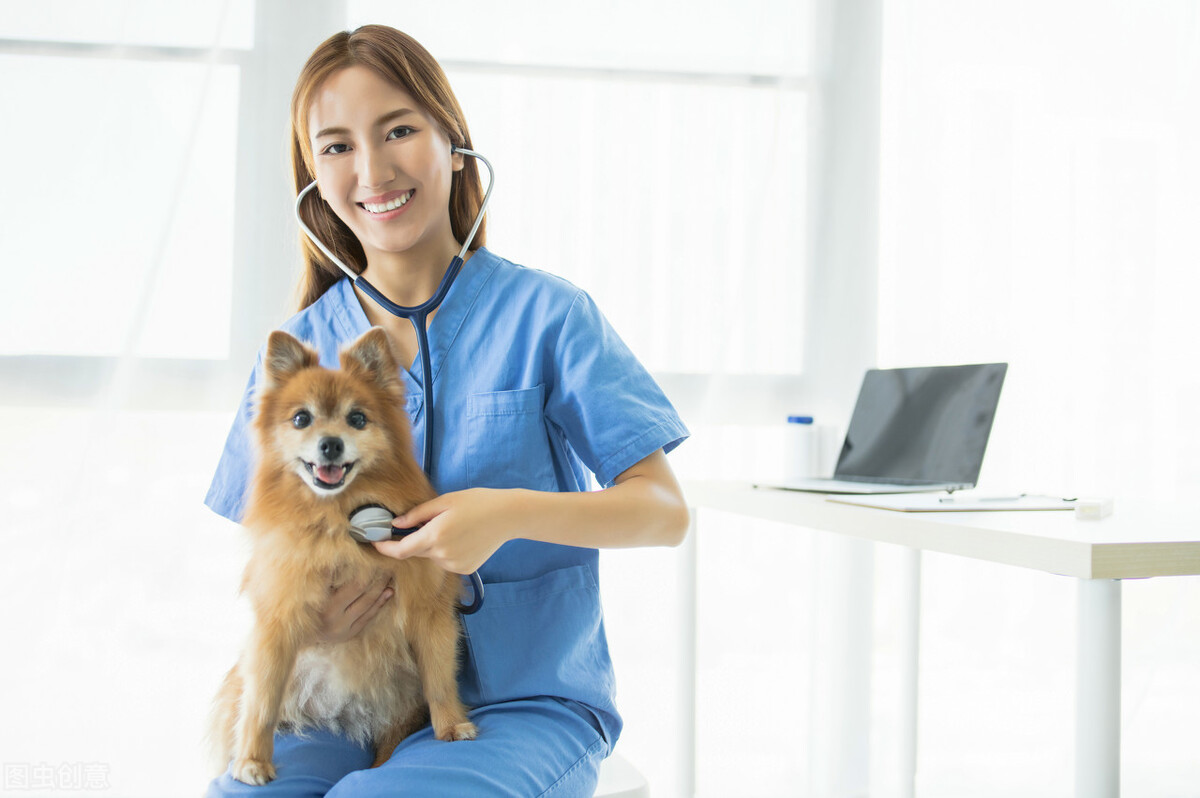 犬蛔虫怎么预防,如何治疗犬蛔虫感染