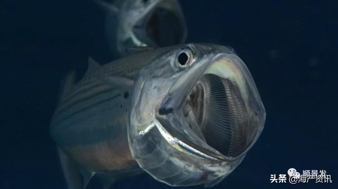 各国海鲜大盘点,今年过年最值得入手的海鲜