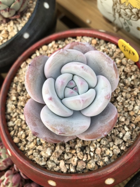 让人震撼的多肉,让人惊艳的多肉