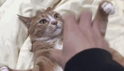 福懋动物医院猫科,福懋宠物诊疗中心