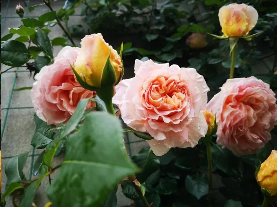 棒棒糖月季现在需要剪枝吗,种植棒棒糖