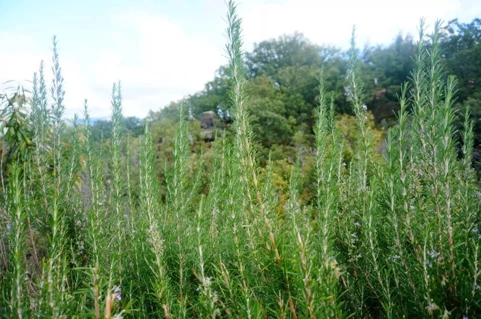 芦丹氏的孤儿怨香水,芦丹氏孤儿怨和孤女