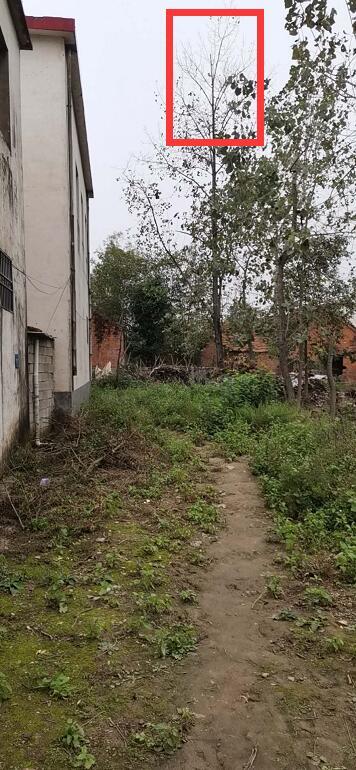 河南4岁男童被骷髅蜂蜇伤,男童被蜂蜇伤50多次