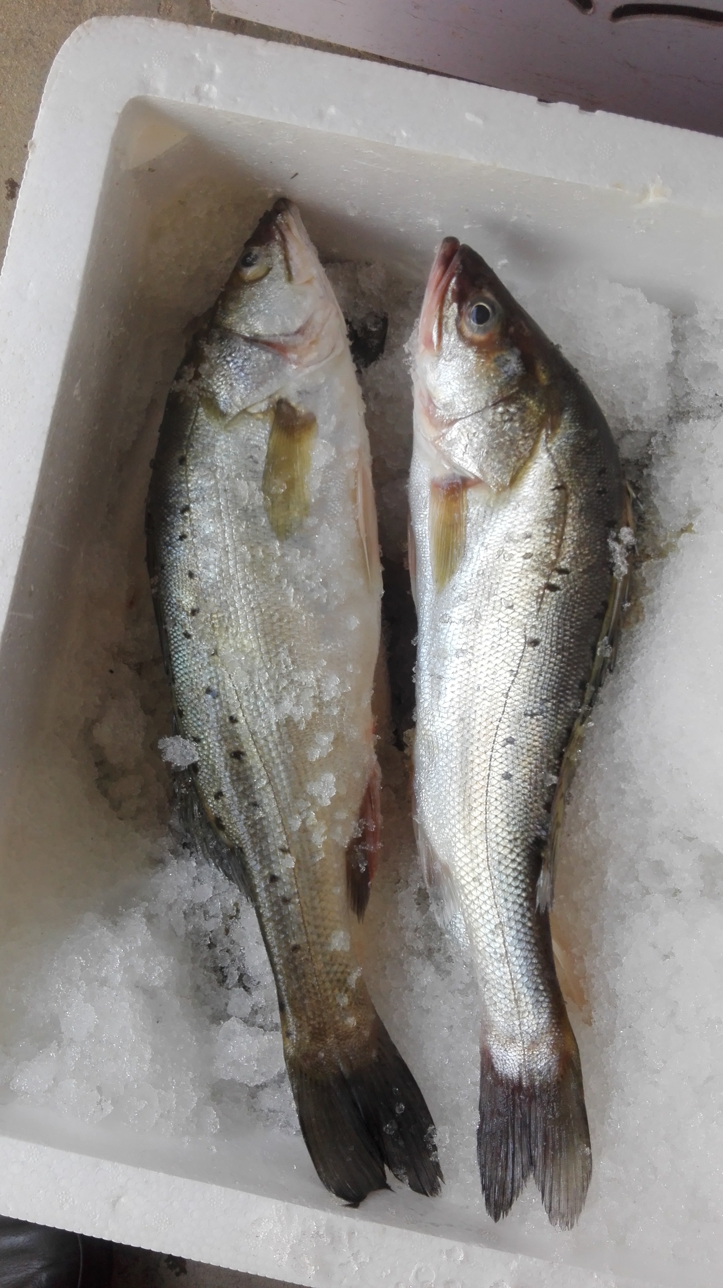 冷冻肉用水泡会影响口感，这样处理更新鲜