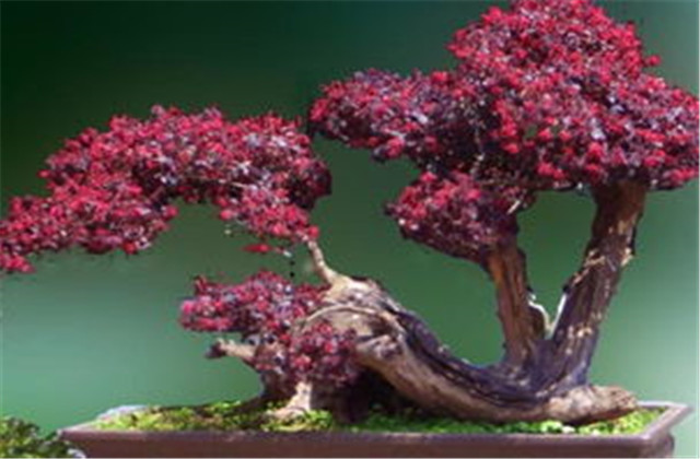 红檵木有多少种品种,红檵木优点缺点