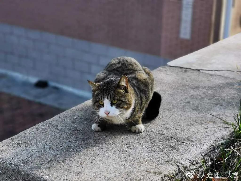 211逆袭北大,985211学霸