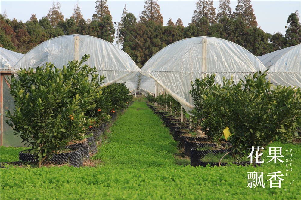 卖文化，卖创意，这家以柑橘为主题的农场好不正经