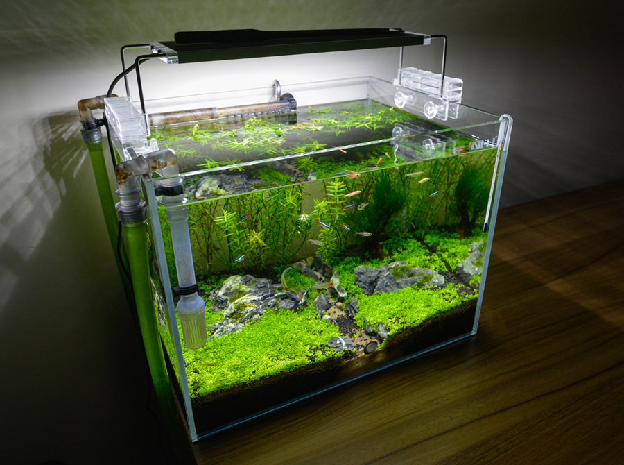 新手草缸入门,萌新水草缸