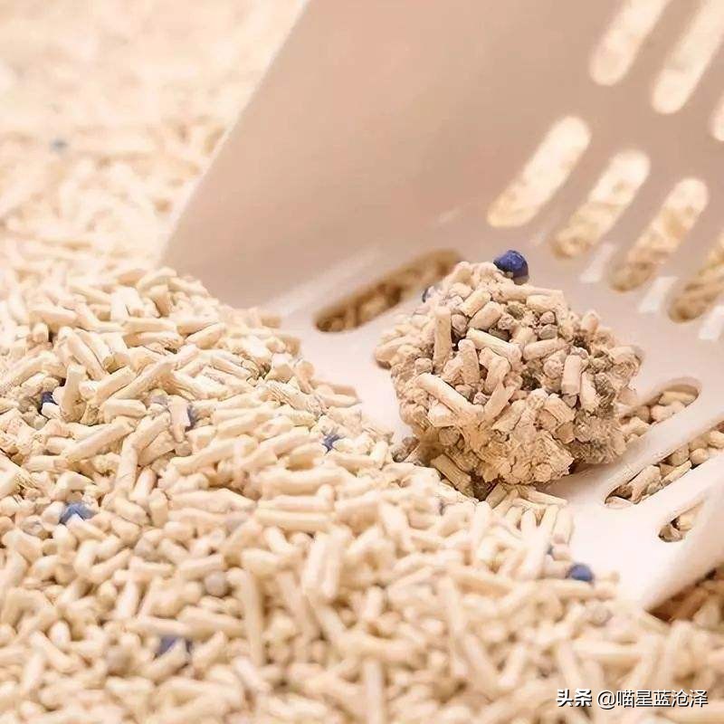 猫砂应该如何挑选好的品牌,猫砂到底该如何选择品牌
