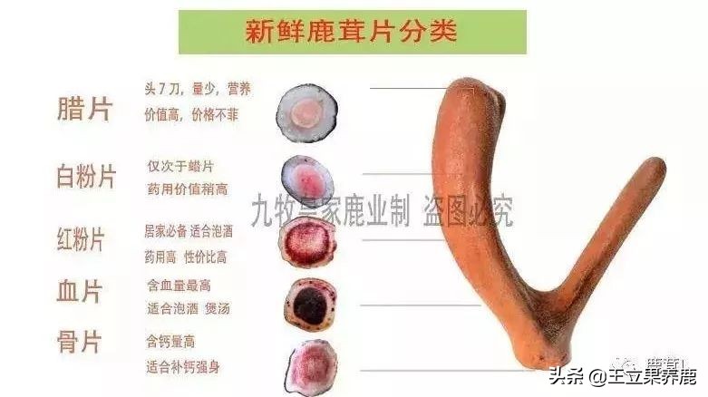 鹿茸血片与蜡片粉片的区别,鹿茸泡酒是蜡片好还是血片好