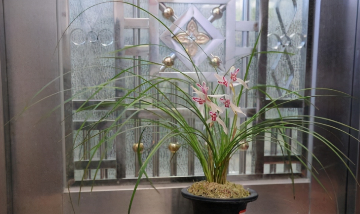 十大名贵兰花你知道几种,哪些品种的兰花曾是天价