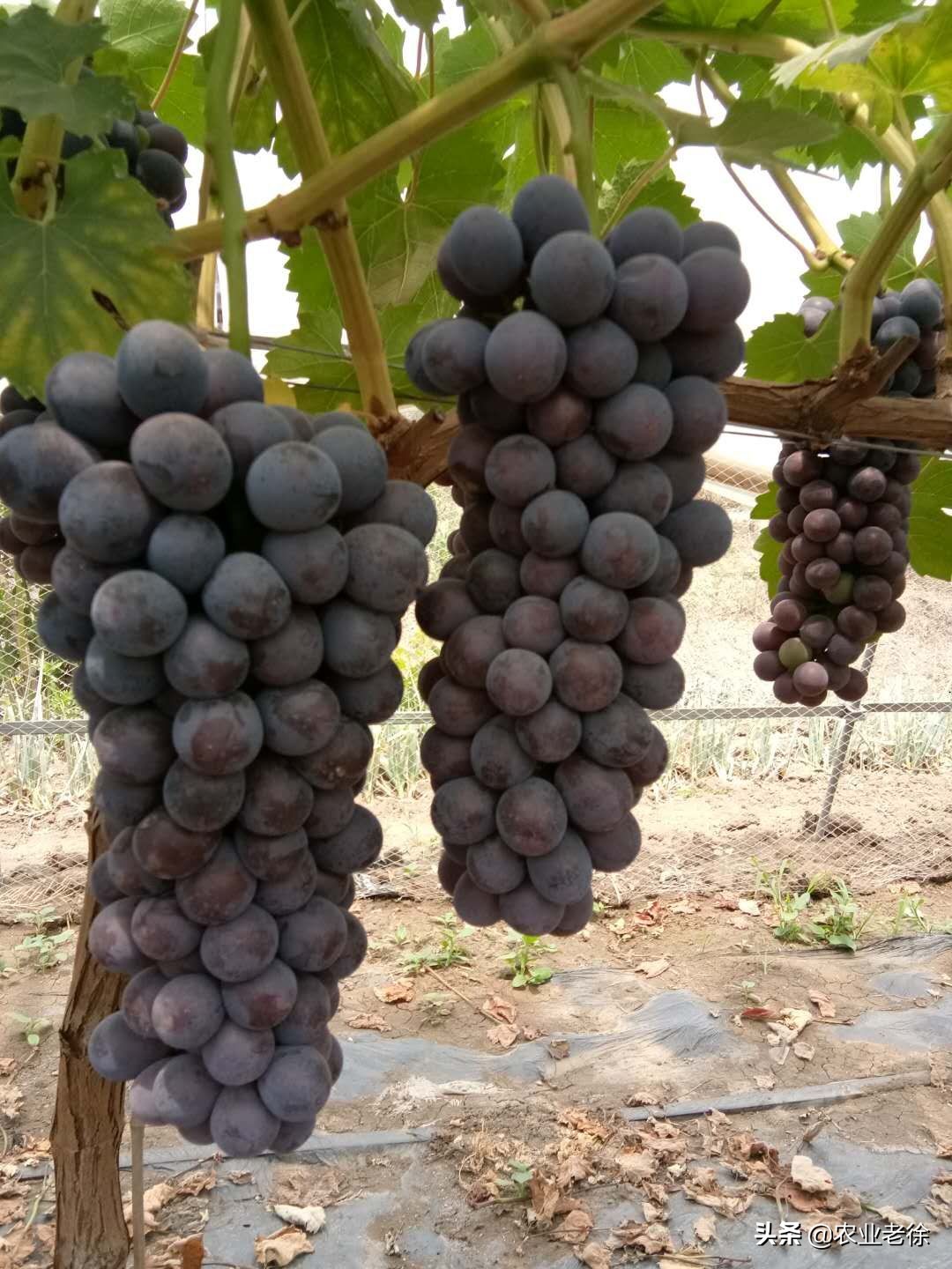 水稻如何施钼肥,水稻用钛微肥招商