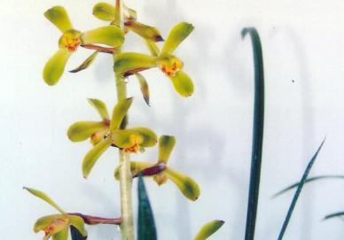 值得收藏的兰花品种有哪些图片,最好的兰花品种图片大全欣赏