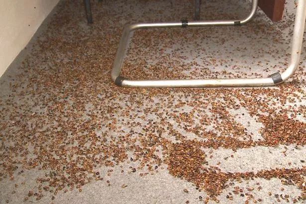 我不是害虫！灭虫高手还是入侵物种？五彩斑斓的异色瓢虫