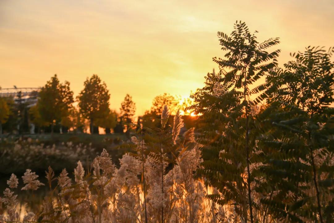 醉美大工秋|读书不觉已秋深，____________