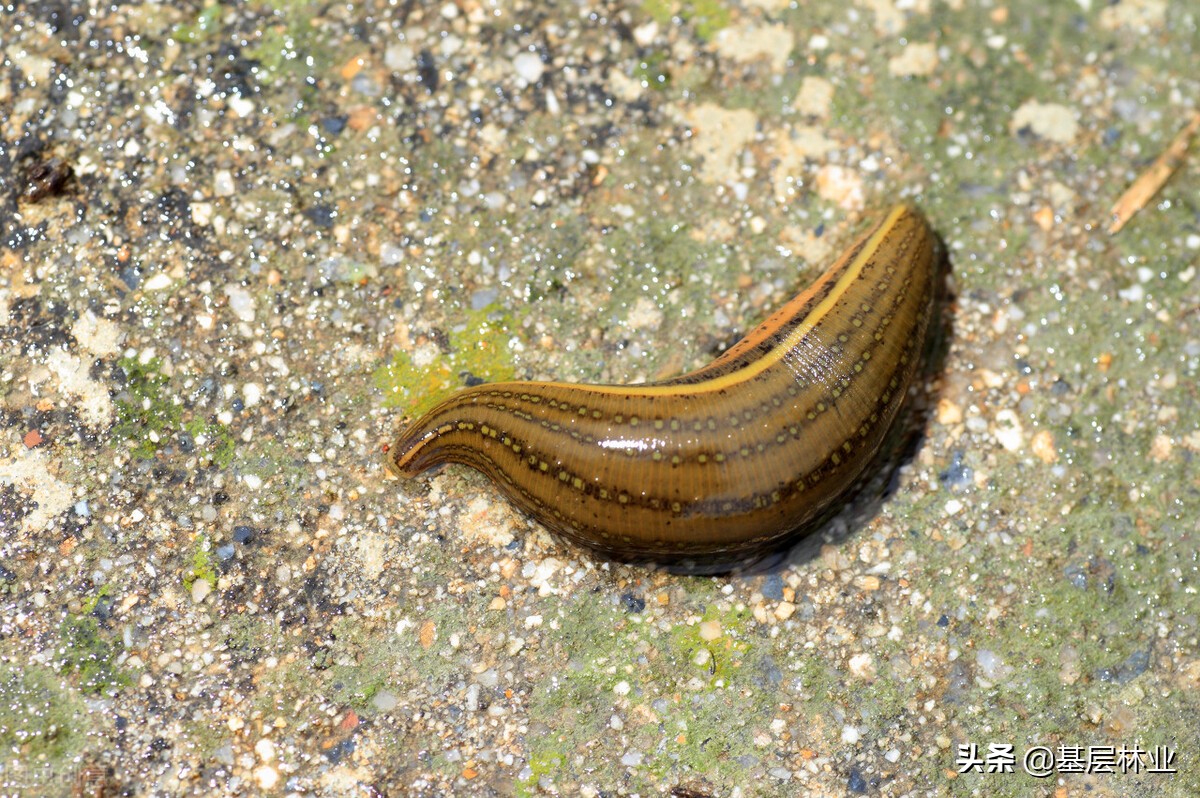 山蚂蝗被咬血止不住,山蚂蝗咬后痒怎么办