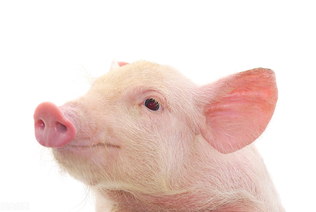 仔猪油皮病怎么防治,仔猪油皮什么原因造成的