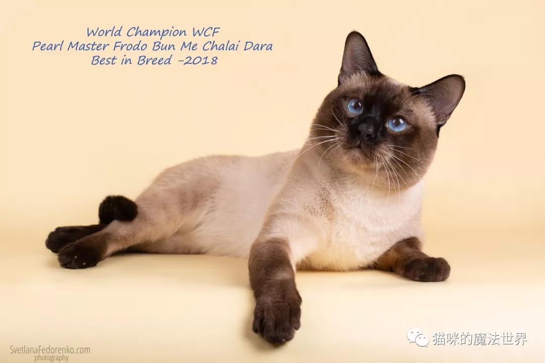 猫咪品种大盘点3：暹罗猫