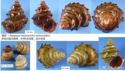 螺蛳粉保护动物,螺蛳被列为国家二级保护动物