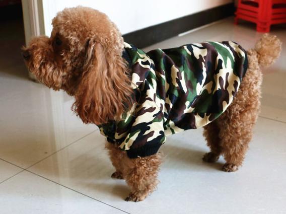 新手养泰迪近期注意事项,新手养泰迪需要注意什么事项