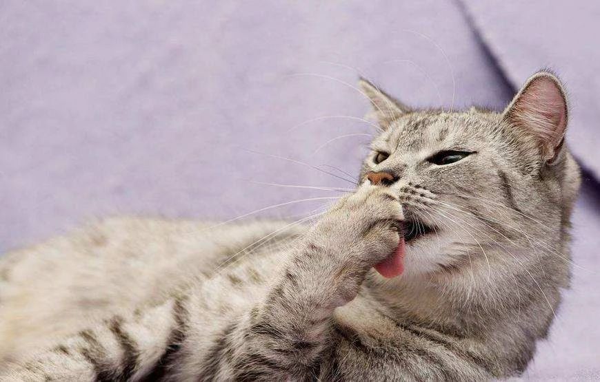 猫频繁舔毛是怎么回事,家猫经常舔人是怎么回事
