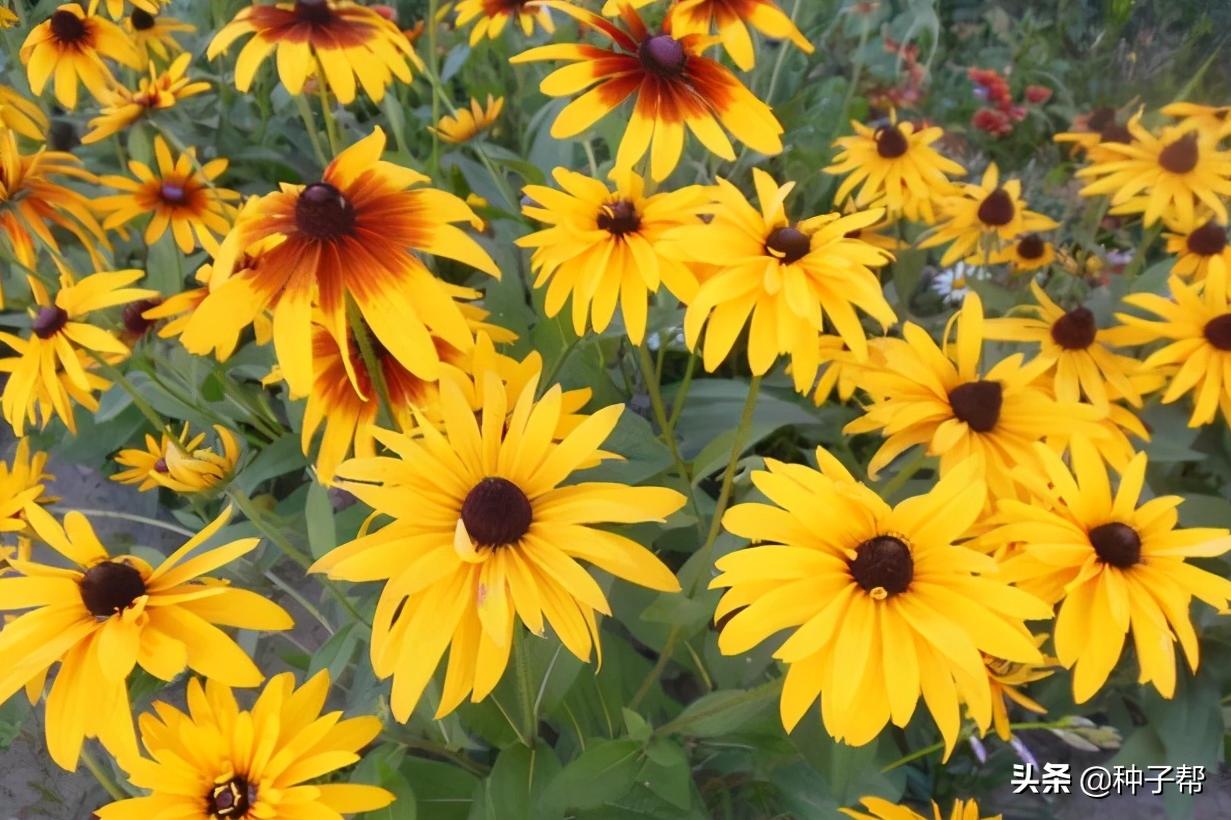 宿根草本金光菊的主要品种,黑心金光菊的品种有哪些