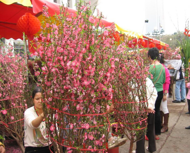 这八种花千万不要花钱购买了,碰到这4种花再漂亮也别买