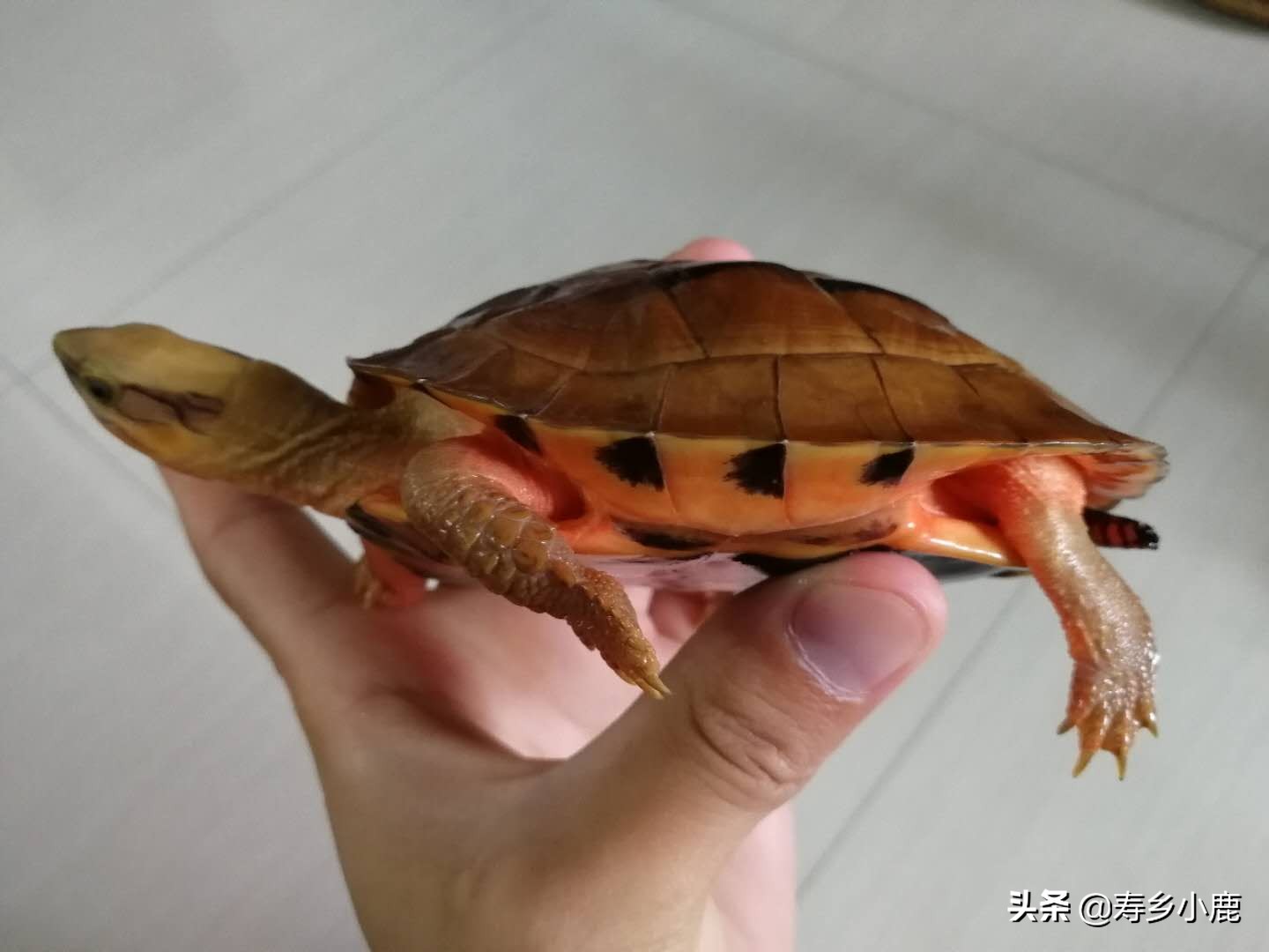 金钱龟和石金钱龟价格差那么多,金钱龟成龟2019价格