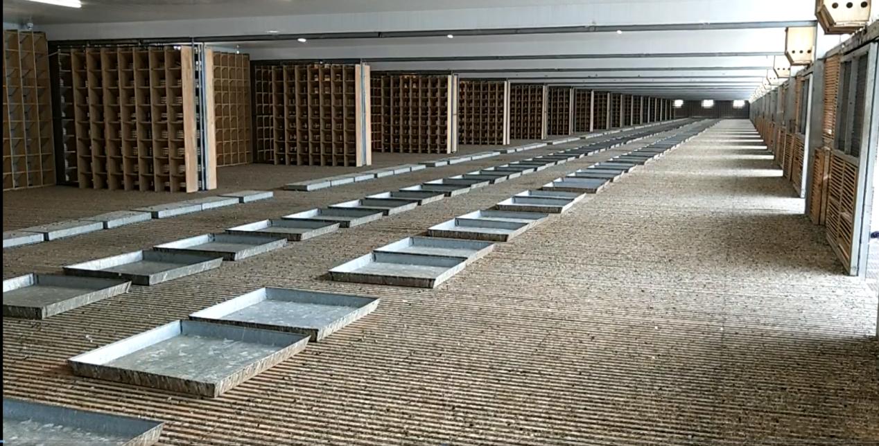 赛鸽冬季防病的最新方法,如何做好冬季赛鸽的管理