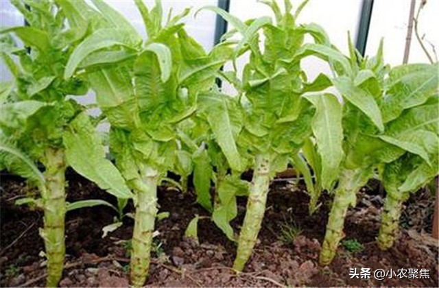 莴苣怎么采种子,莴苣种植的正确方法