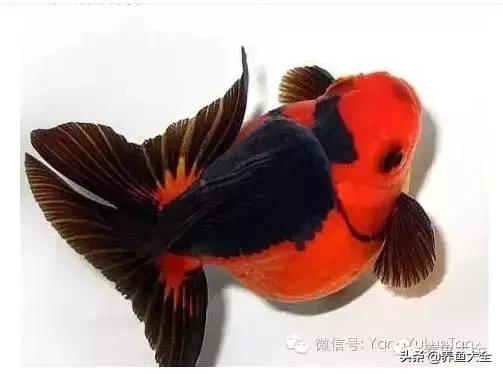 阳台养金鱼会被晒死吗,鱼缸养金鱼为什么总是死