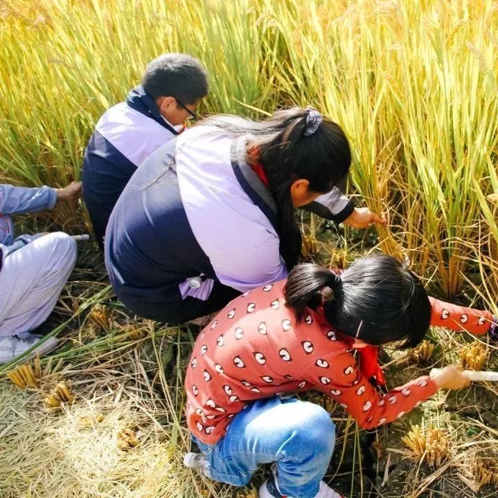翻地、播种…无锡老小将课堂搬到了田间地头