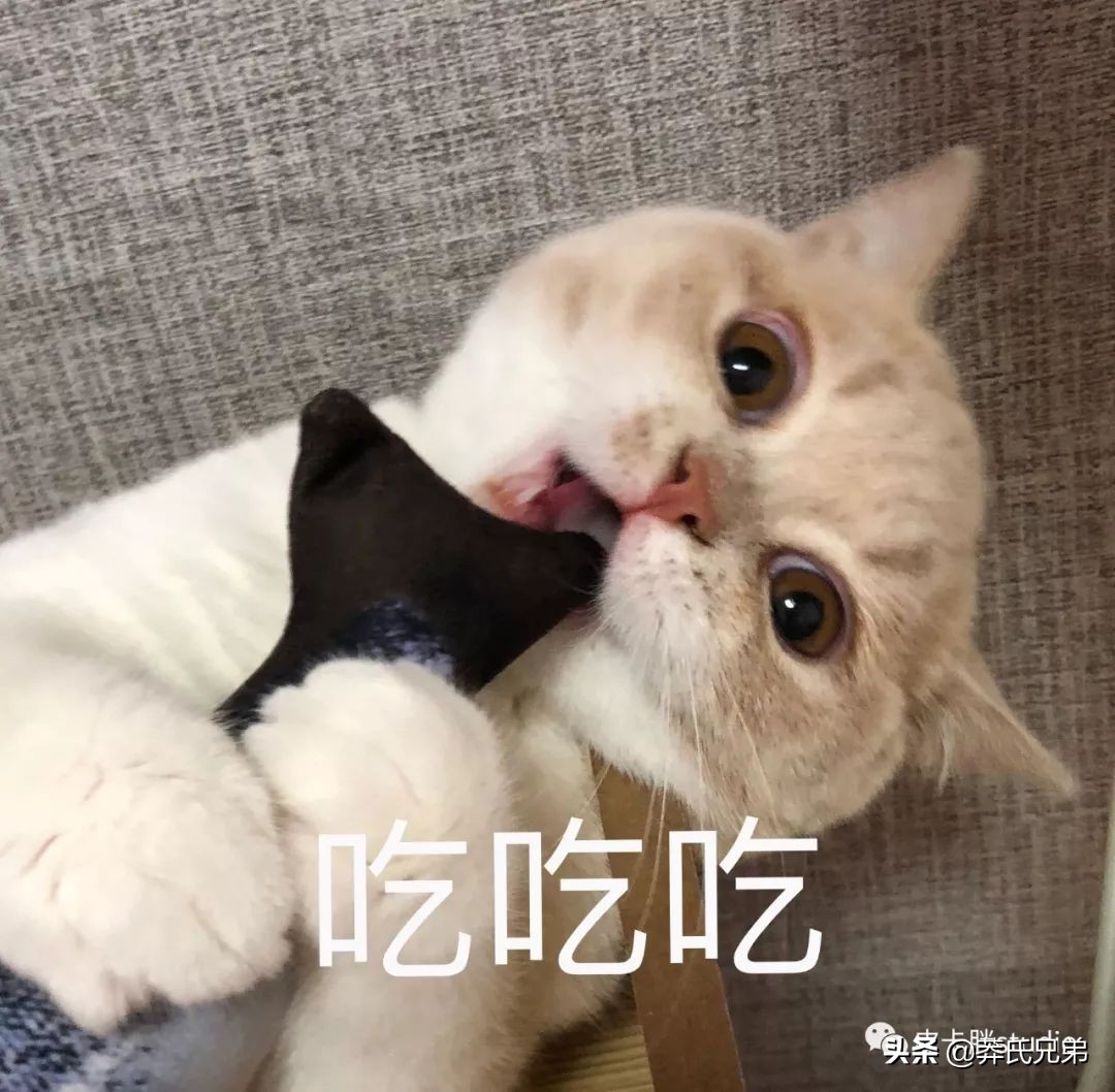 可爱小奶猫刚生出成长日记,一只小奶猫的成长过程