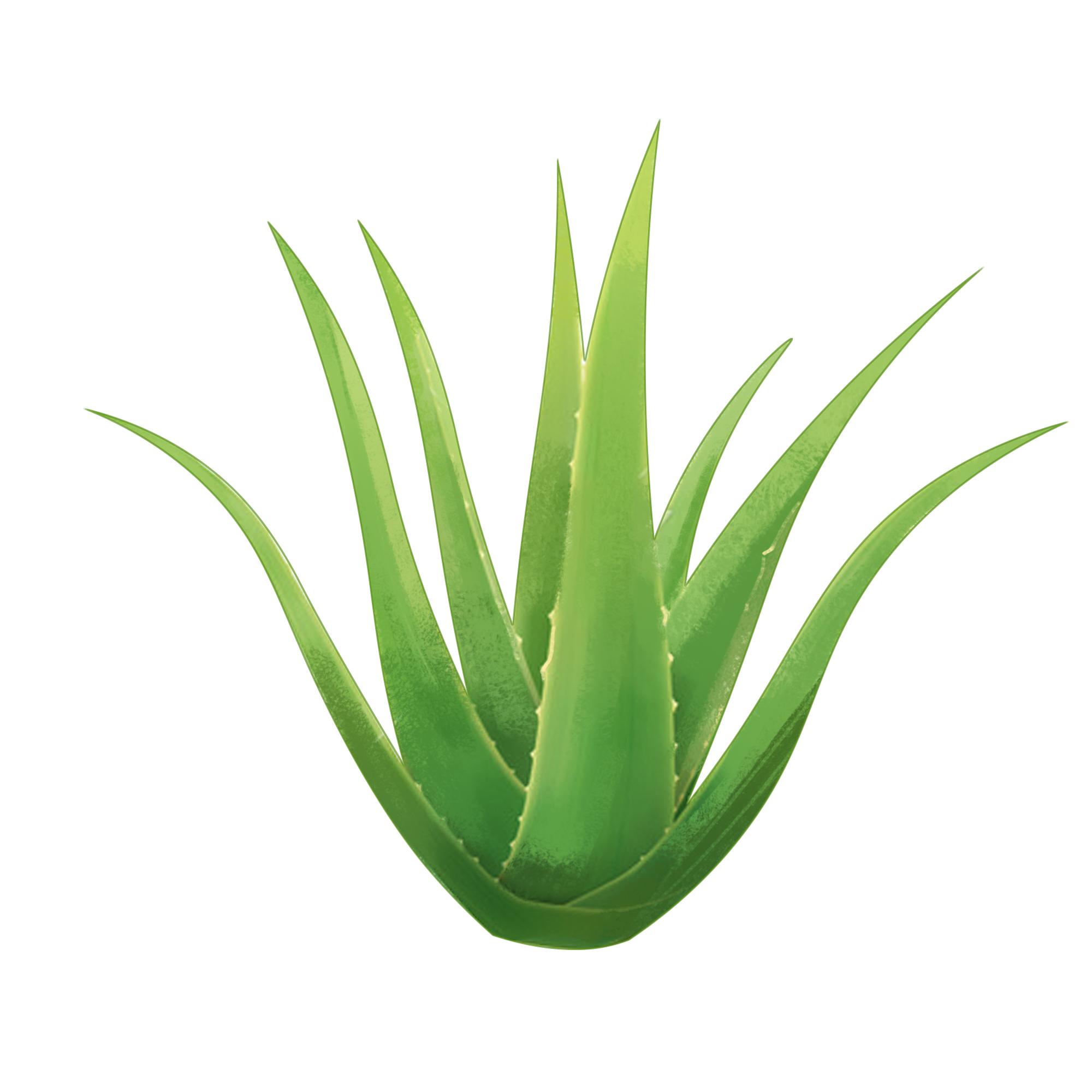 芦荟护肤品怎么用最好,芦荟护肤效果