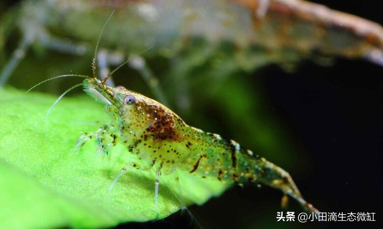 100只黑壳虾多长时间能除干净藻,鱼缸长期不长藻黑壳虾会饿死吗