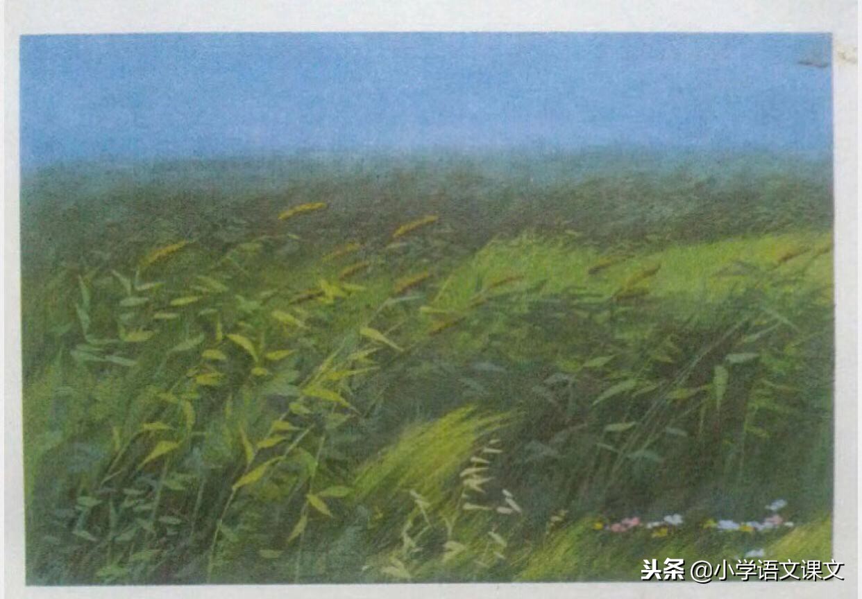可爱的草塘,可爱的草塘现在还在课本里么